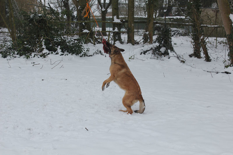 La ruche Brome Fierger